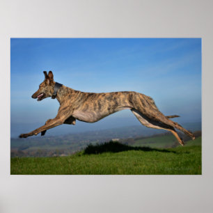 Rescue Dog Greyhound Sighthound Brindled Lurcher Poster
