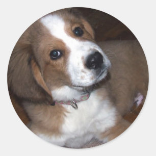 Rescue Hund Buddy implodiert dich Runder Aufkleber