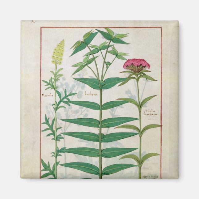 Reseda, Euphorbia und Dianthus Magnet (Vorne)