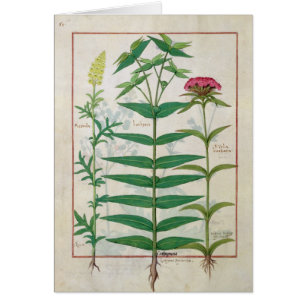 Reseda, Euphorbiengummi und Dianthus