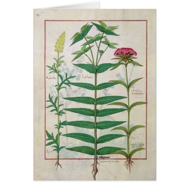 Reseda, Euphorbiengummi und Dianthus (Vorne)