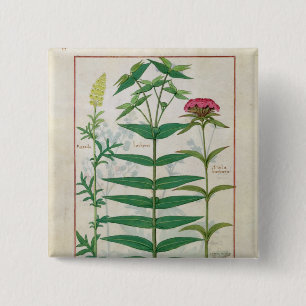 Reseda, Euphorbiengummi und Dianthus Button