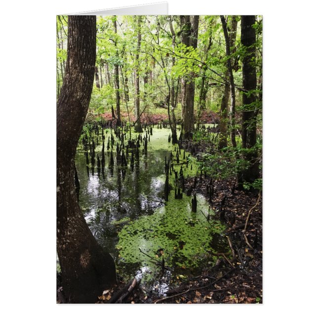 réserve côtière de santee (Devant)