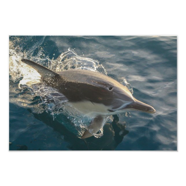 Resident Rider Fotodruck (Vorne)