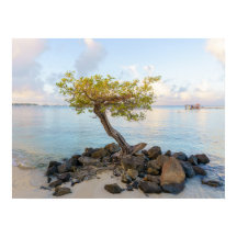 Resilient tree, soft coastal Caribbean
