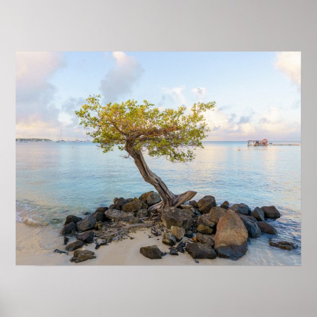 Resilient tree, soft coastal Caribbean Poster (Vorne)