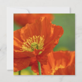 Respektvoller Roter Mohn Karte