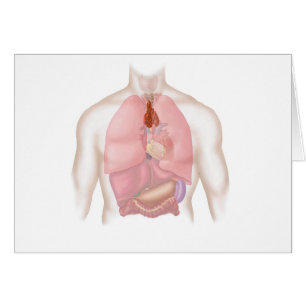 Respiratoire humain et appareil digestif