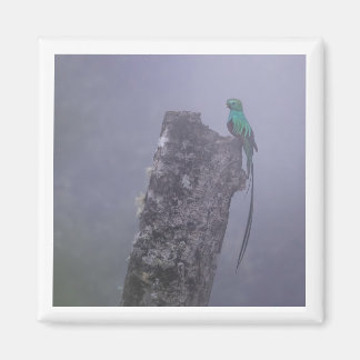 Resplendenter Quetzal-2x2-Magnet Magnet