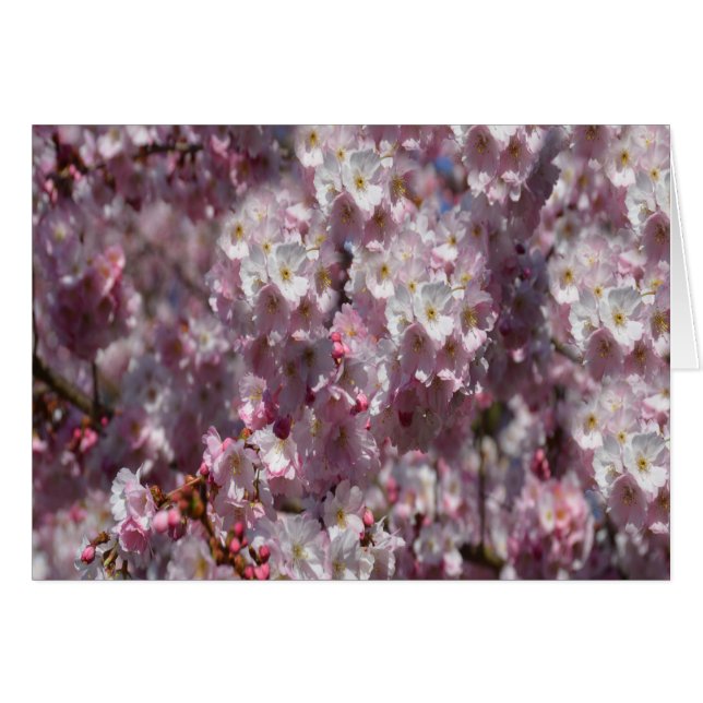 Ressort en rose (Devant horizontal)