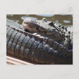 Restalligator Postkarte
