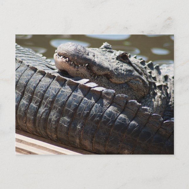 Restalligator Postkarte (Vorderseite)