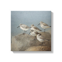 Restaurieren von Sanderlings #2 Gemälde von Ezarte