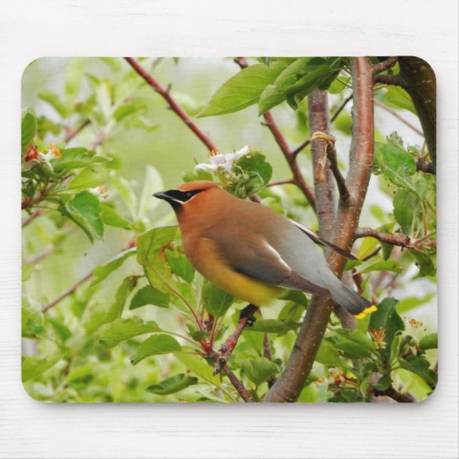 Resting Cedar Waxwing Mousepad (Vorne)