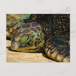 Resting Hawaiian Green Sea Turtle (Honu) Postcard Postkarte