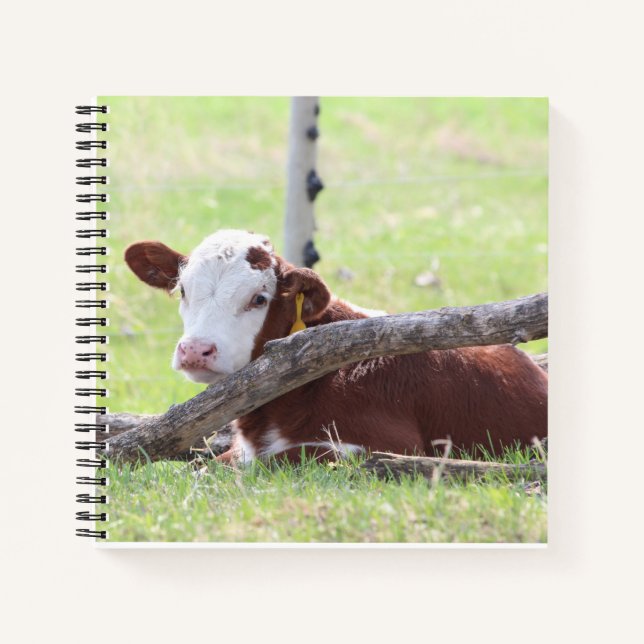 Resting Hereford Calf Notizbuch (Vorderseite)