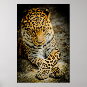 Resting Leopard Poster