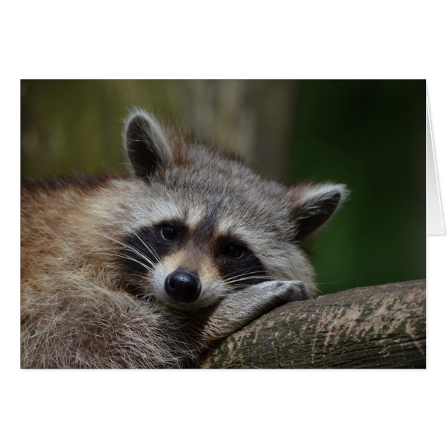 Resting Raccoon (Vorderseite (Horizontal))