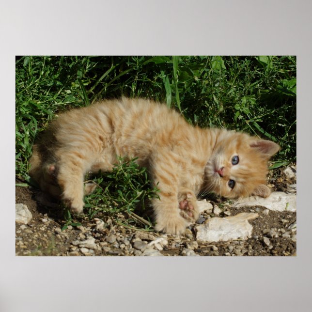 Resting Tabby Baby Poster (Vorne)
