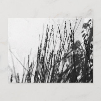 Restio / Gras schwarz und während der Silhouette Postkarte