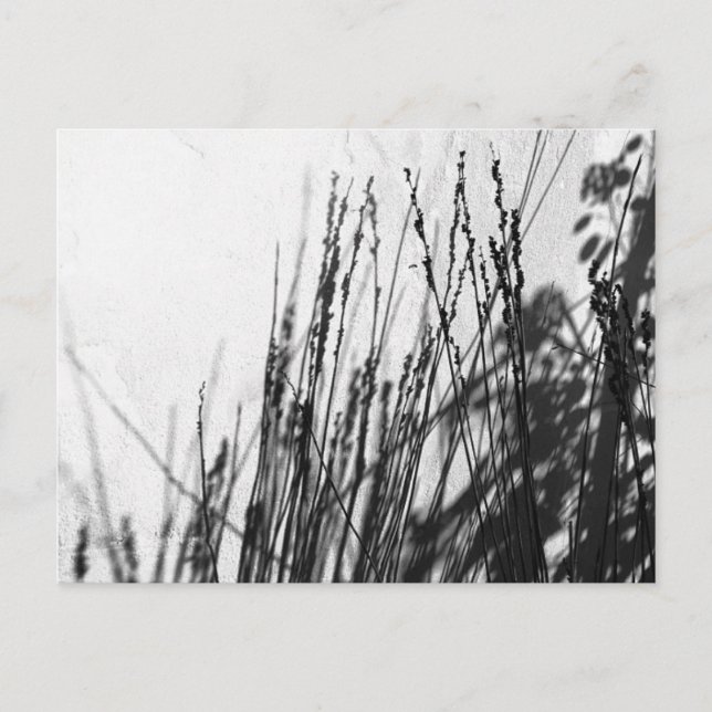 Restio / Gras schwarz und während der Silhouette Postkarte (Vorderseite)