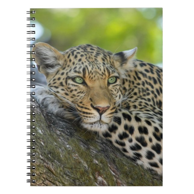 Restleopard Notizblock (Vorderseite)