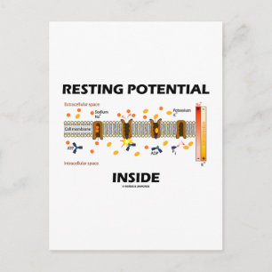Restpotential Inside (Natriumkaliumpumpe) Postkarte
