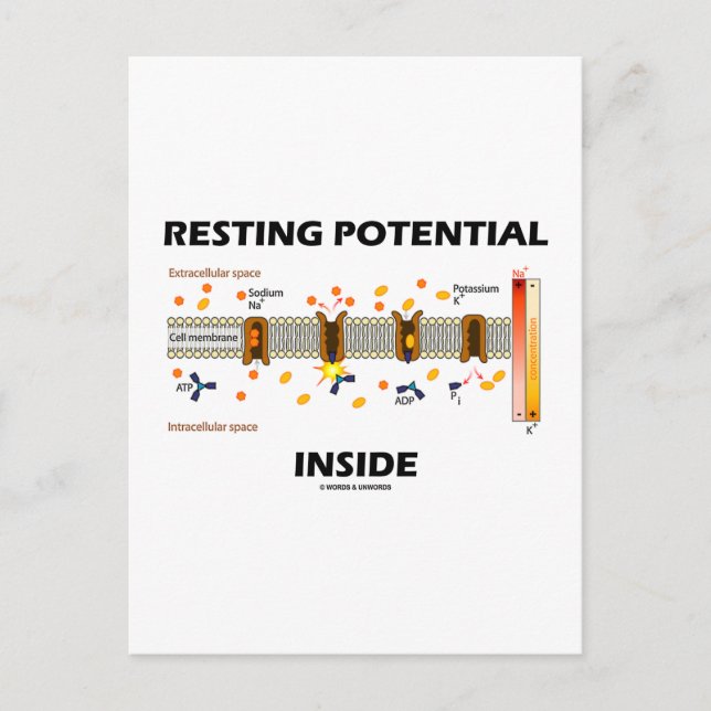 Restpotential Inside (Natriumkaliumpumpe) Postkarte (Vorderseite)