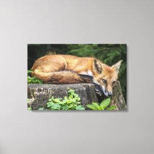 Restrukturierung von Red Fox Leinwanddruck