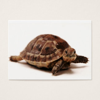 Resturierung von Tortoise