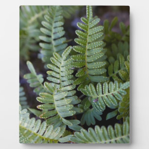 Resurrecrecrection Fern - Polypodium polypodioides Fotoplatte