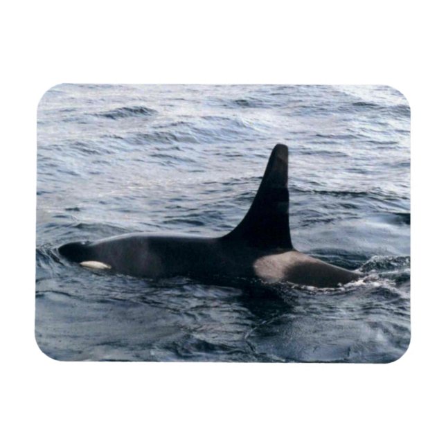 Resurrecrection Bay Orca Whale Foto entwickelt Magnet (Horizontal)