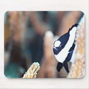 Reticulate dascyllus mousepad