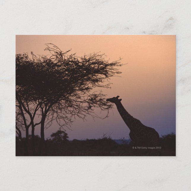 Reticulierte Giraffe Postkarte (Vorderseite)