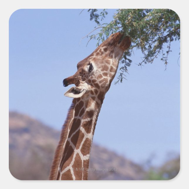 Reticulierte Giraffe Quadratischer Aufkleber (Vorderseite)