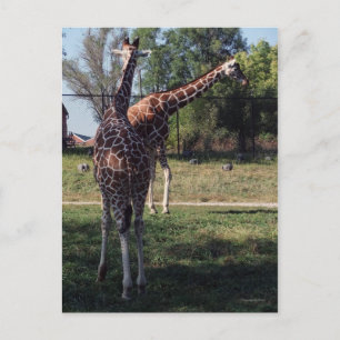 Reticulierte Giraffen Postkarte
