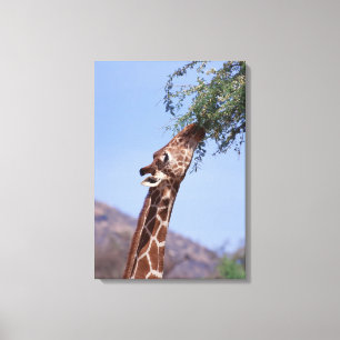 Retikulare Giraffe 3 Leinwanddruck