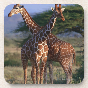 Retikulierte Giraffe 2 Getränkeuntersetzer