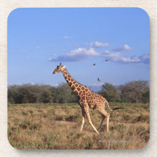 Retikulierte Giraffe 2 Untersetzer
