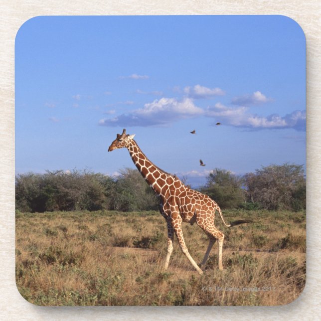 Retikulierte Giraffe 2 Untersetzer (Vorderseite)