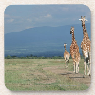 Retikulierte Giraffe (Giraffa camelopardalis) 2 Untersetzer