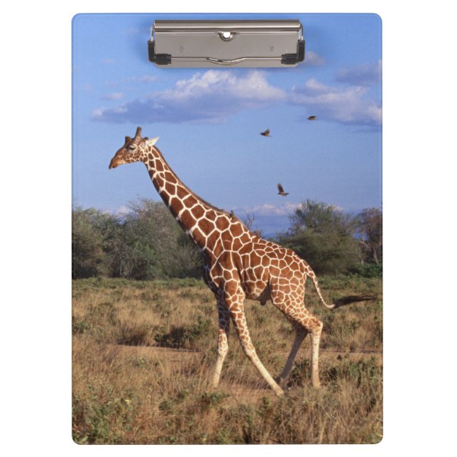 Retikulierte Giraffe Klemmbrett (Vorderseite)