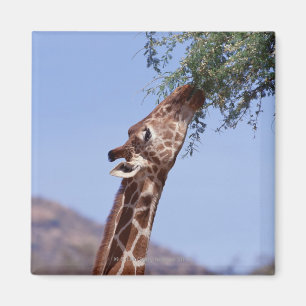Retikulierte Giraffe Magnet