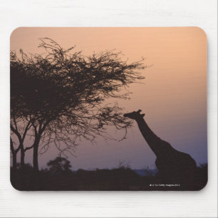 Retikulierte Giraffe Mousepad
