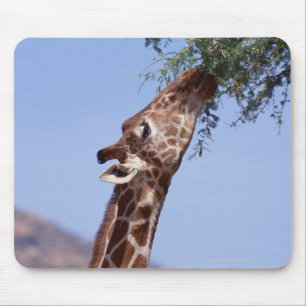 Retikulierte Giraffe Mousepad