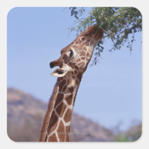 Retikulierte Giraffe Quadratischer Aufkleber
