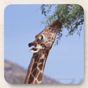 Retikulierte Giraffe Untersetzer