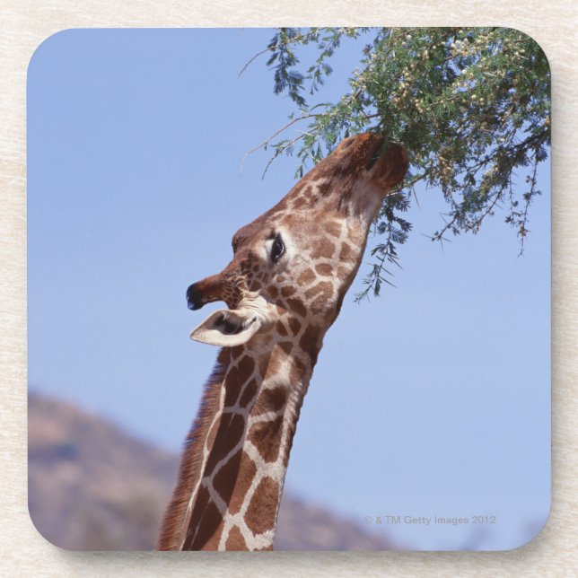 Retikulierte Giraffe Untersetzer (Vorderseite)