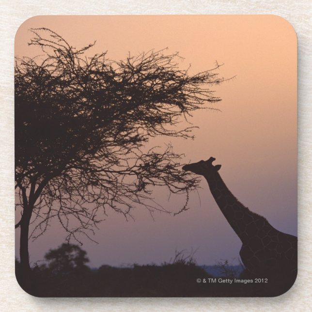 Retikulierte Giraffe Untersetzer (Vorderseite)
