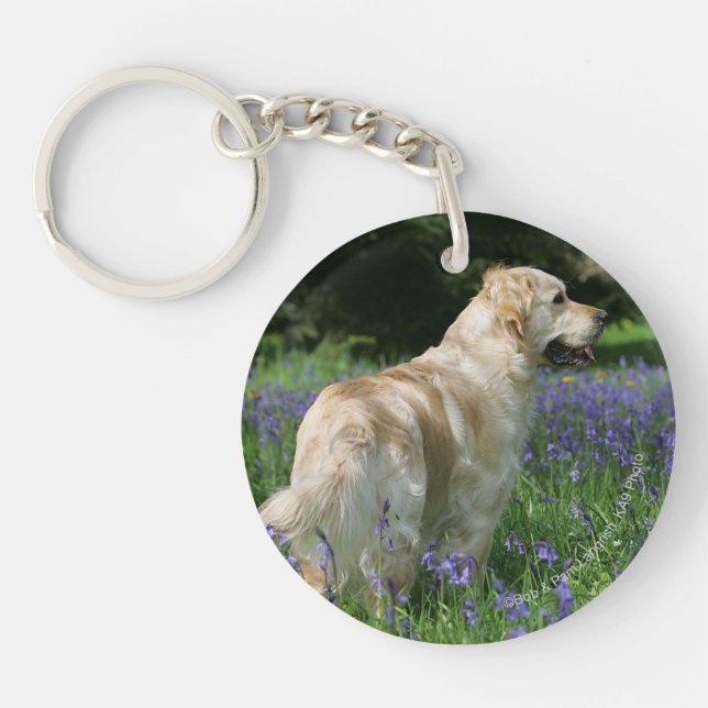 Retreiver d'or en fleurs (Devant)